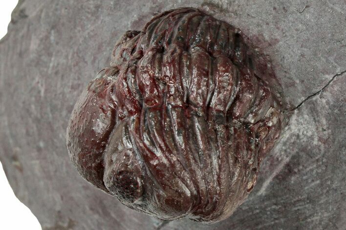Enrolled, Red Morocops Trilobite - Hmar Laghdad, Morocco #311254